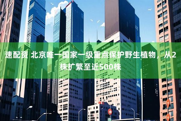 速配资 北京唯一国家一级重点保护野生植物，从2株扩繁至近500株